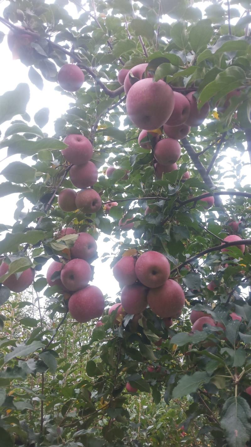 糖心红富士苹果