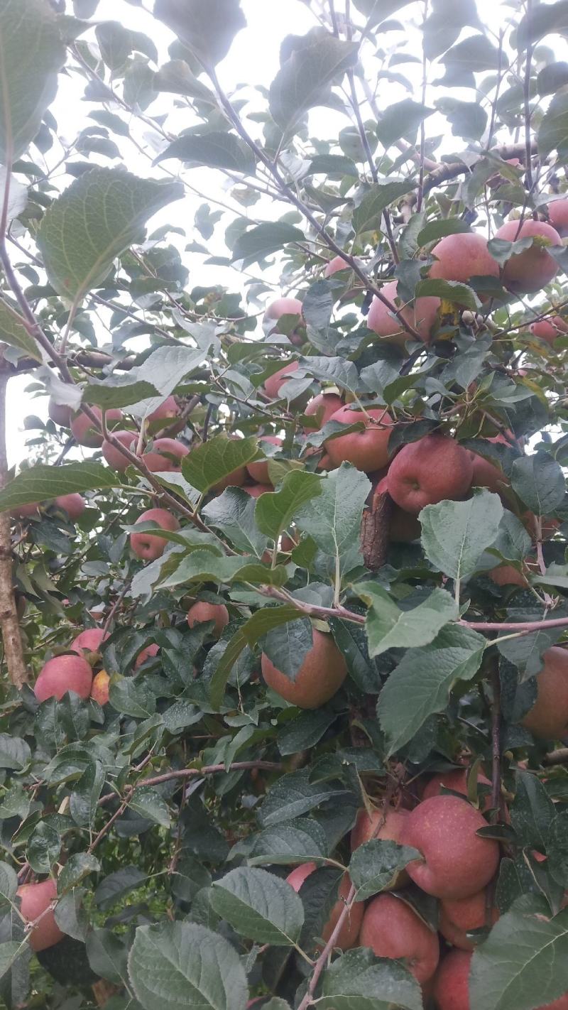 糖心红富士苹果