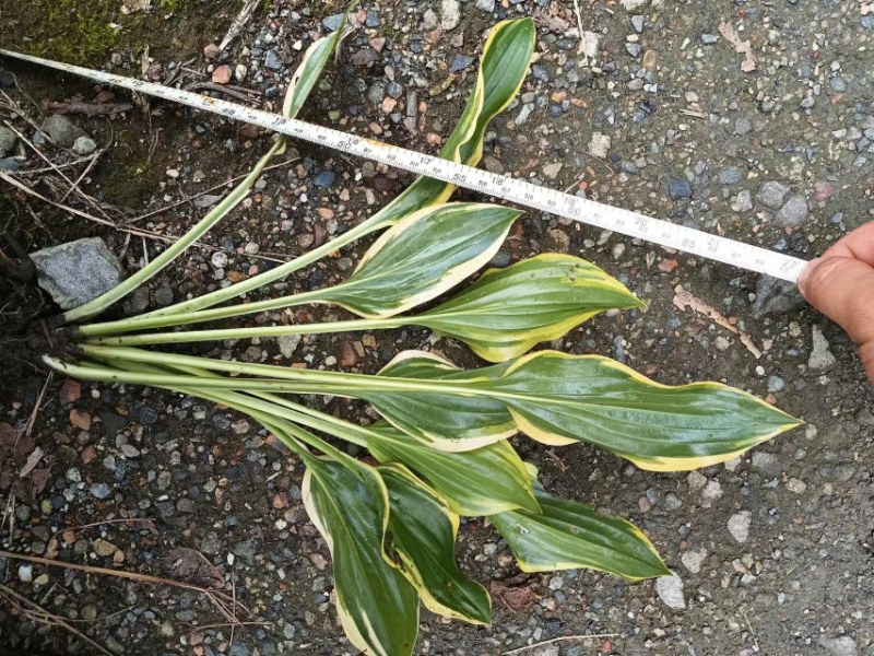 金边玉簪杯苗价格金边玉簪地苗批发，郫县金边玉簪种植户