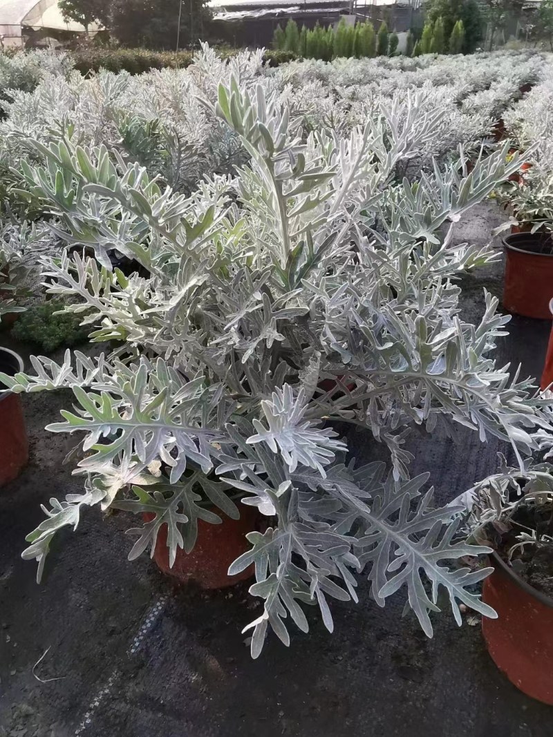 出售银叶菊，银叶菊杯苗一手货源，自产自销