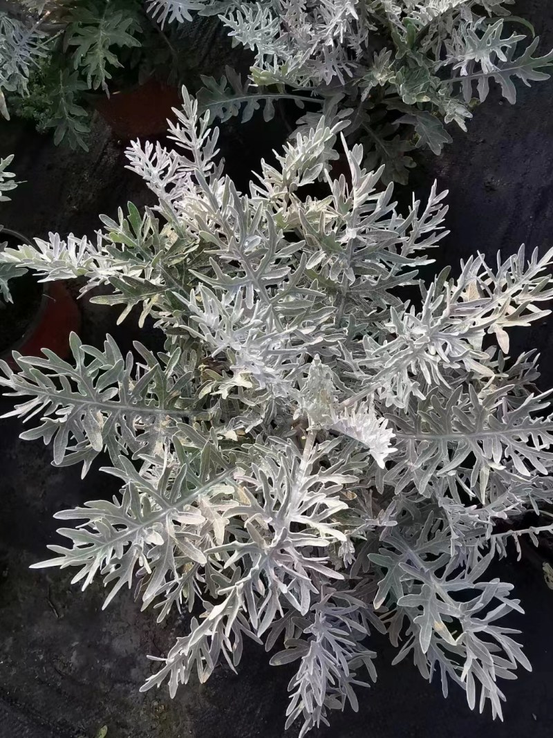出售银叶菊，银叶菊杯苗一手货源，自产自销