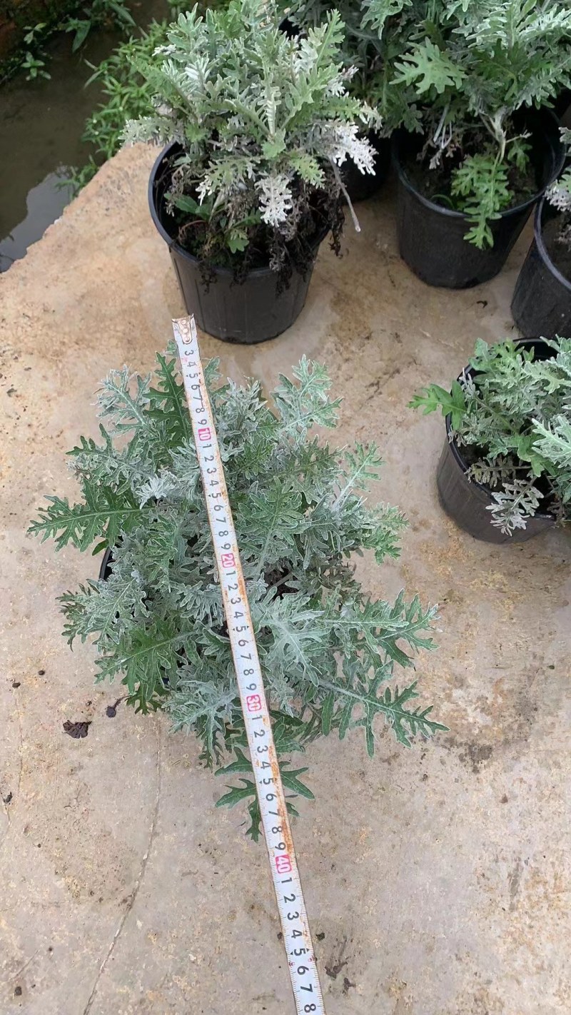 出售银叶菊，银叶菊杯苗一手货源，自产自销