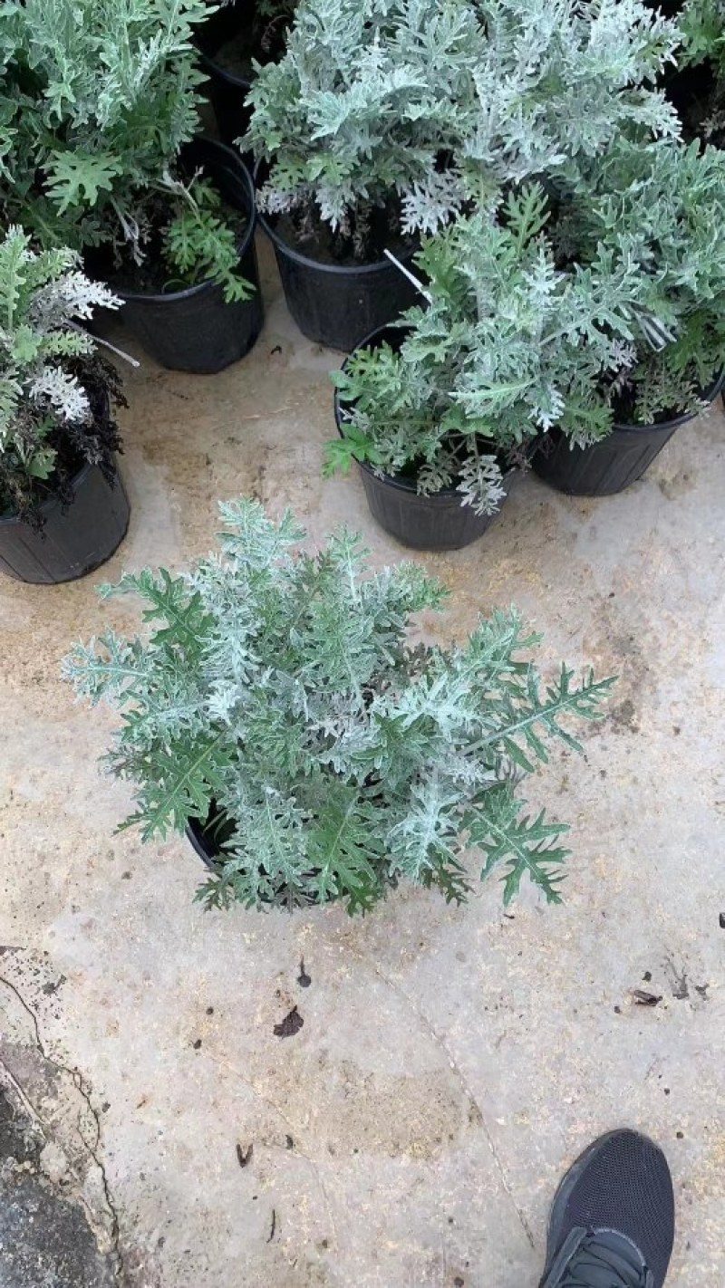 出售银叶菊，银叶菊杯苗一手货源，自产自销