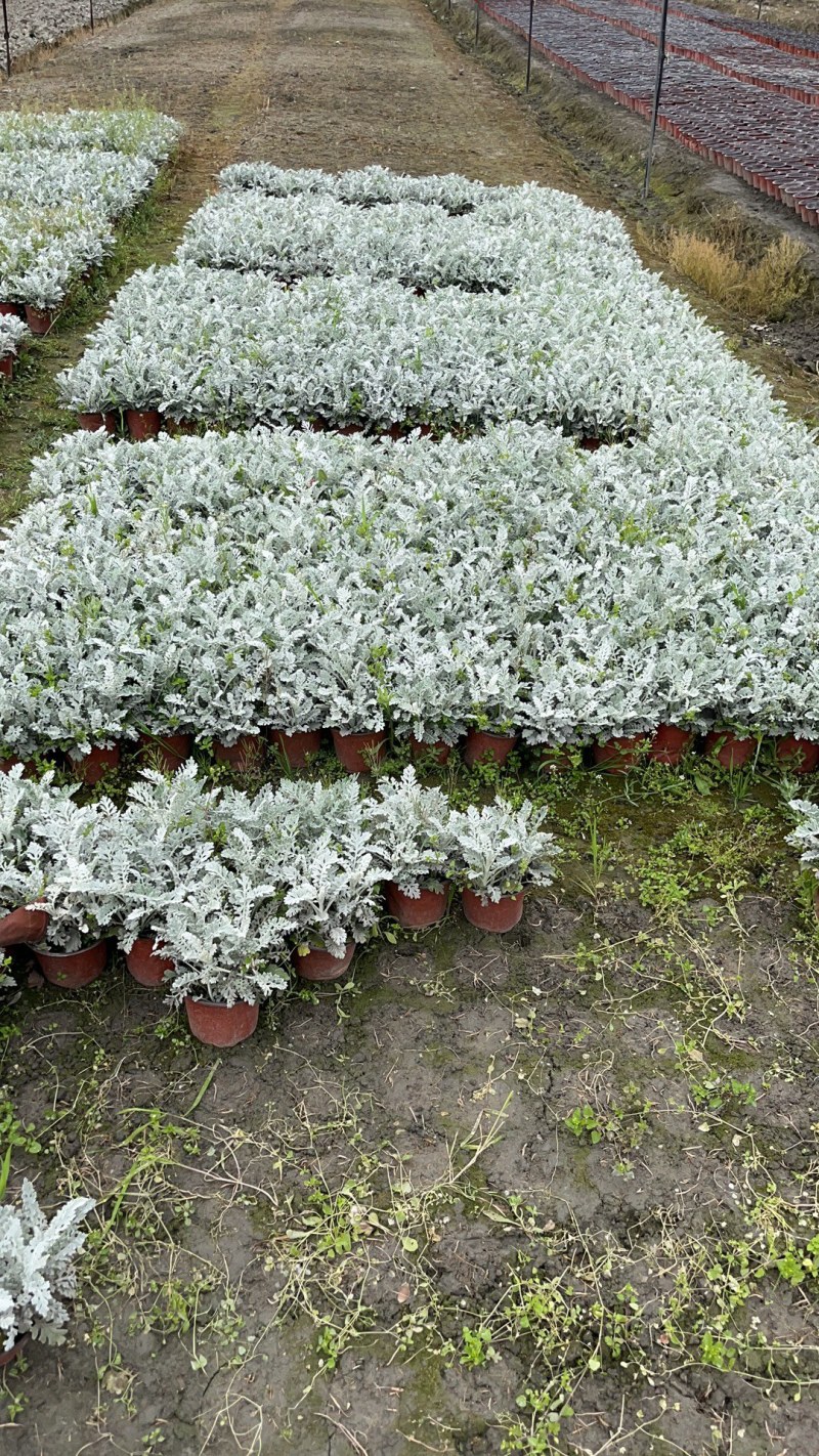 出售银叶菊，银叶菊杯苗一手货源，自产自销