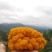 金耳菌