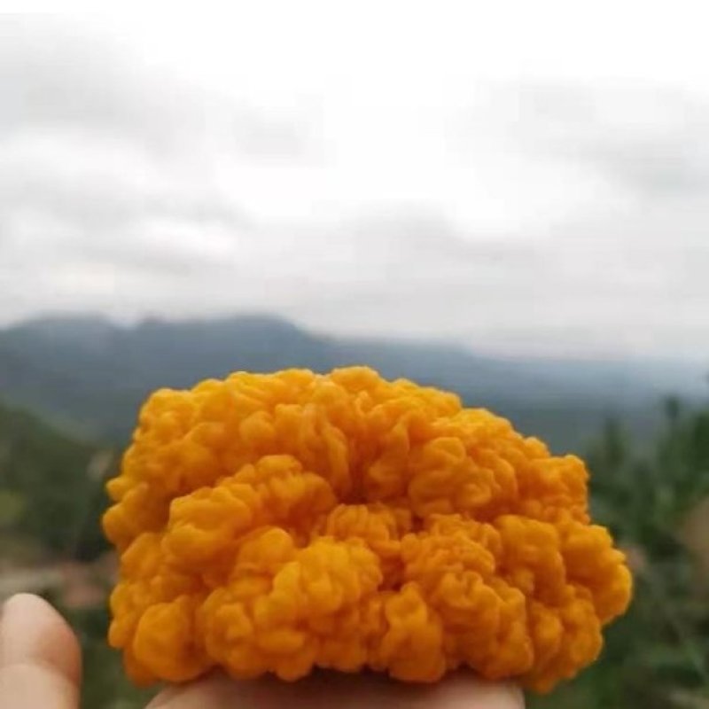 金耳菌