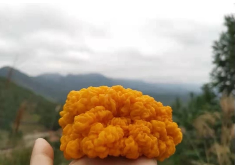 金耳菌