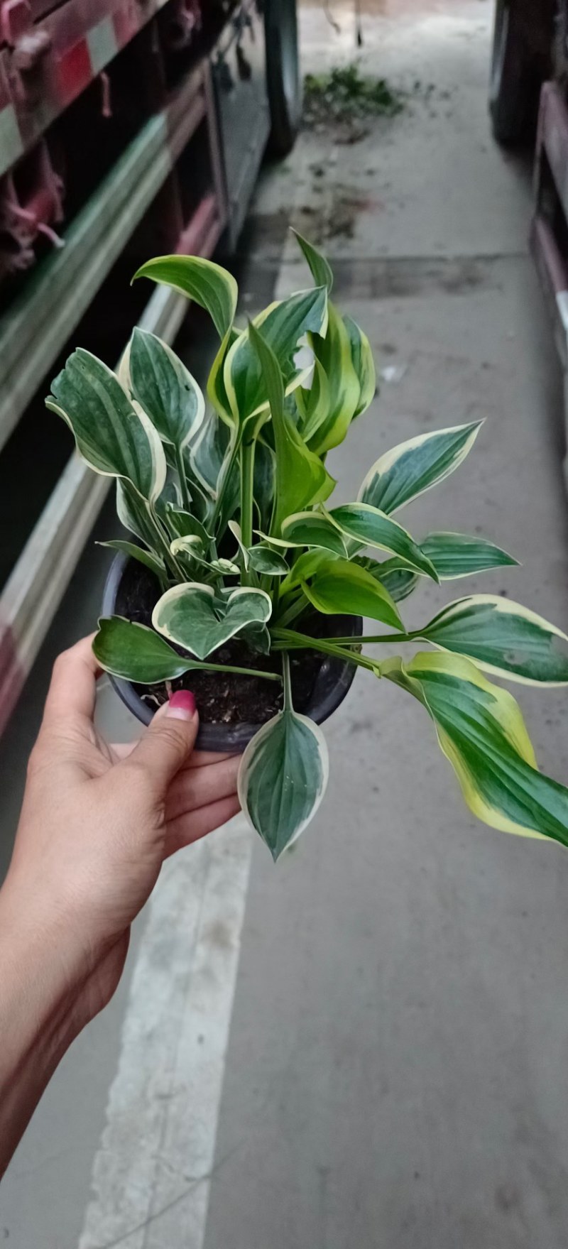 玉簪苗各种规格都有，玉簪基地图片玉簪花成都基地货源成都玉