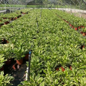 金边玉簪杯苗价格金边玉簪地苗批发，郫县金边玉簪种植户