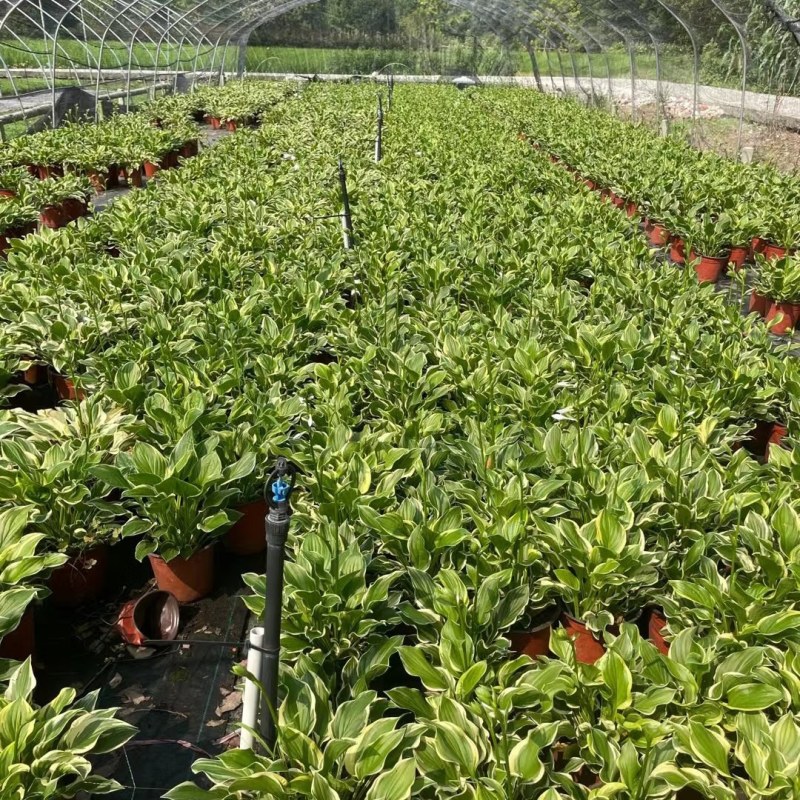 金边玉簪杯苗价格金边玉簪地苗批发，郫县金边玉簪种植户
