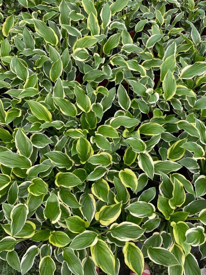 金边玉簪杯苗价格金边玉簪地苗批发，郫县金边玉簪种植户