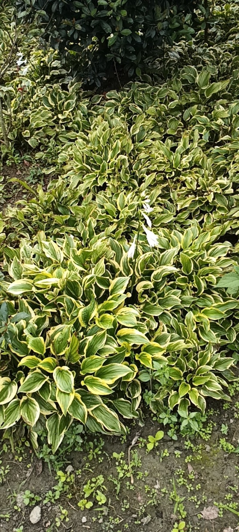 金边玉簪杯苗价格金边玉簪地苗批发，郫县金边玉簪种植户