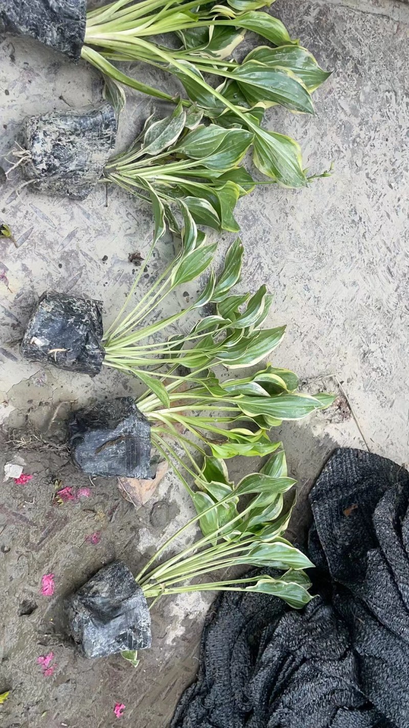 金边玉簪杯苗价格金边玉簪地苗批发，郫县金边玉簪种植户