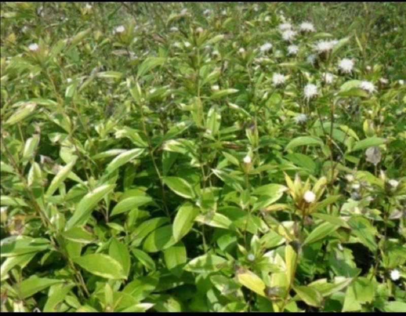 正宗野生一代根栽朱砂点北苍术种籽新货上市包芽率原产地直发
