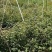 正宗野生一代根栽朱砂点北苍术种籽新货上市包芽率原产地直发