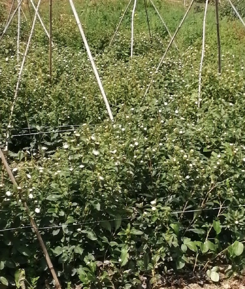 正宗野生一代根栽朱砂点北苍术种籽新货上市包芽率原产地直发
