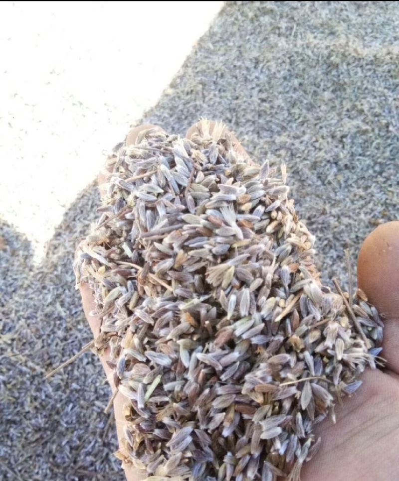 正宗野生一代根栽朱砂点北苍术种籽新货上市包芽率原产地直发