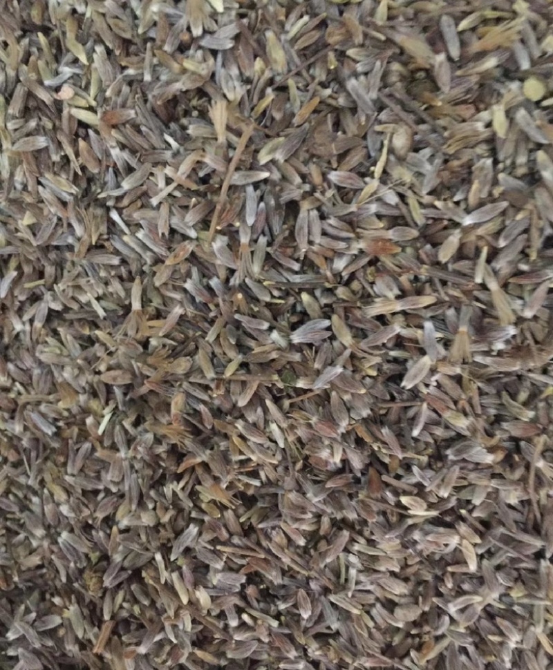 正宗野生一代根栽朱砂点北苍术种籽新货上市包芽率原产地直发