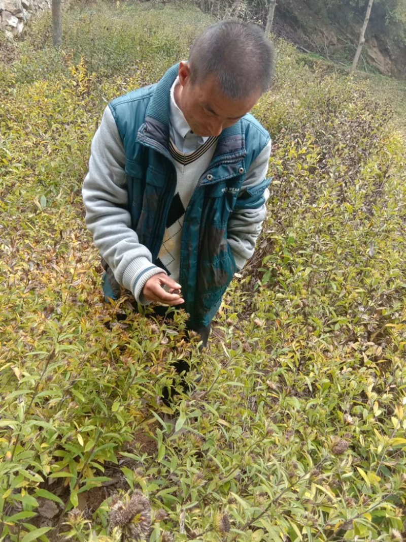 正宗野生一代根栽朱砂点北苍术种籽新货上市包芽率原产地直发