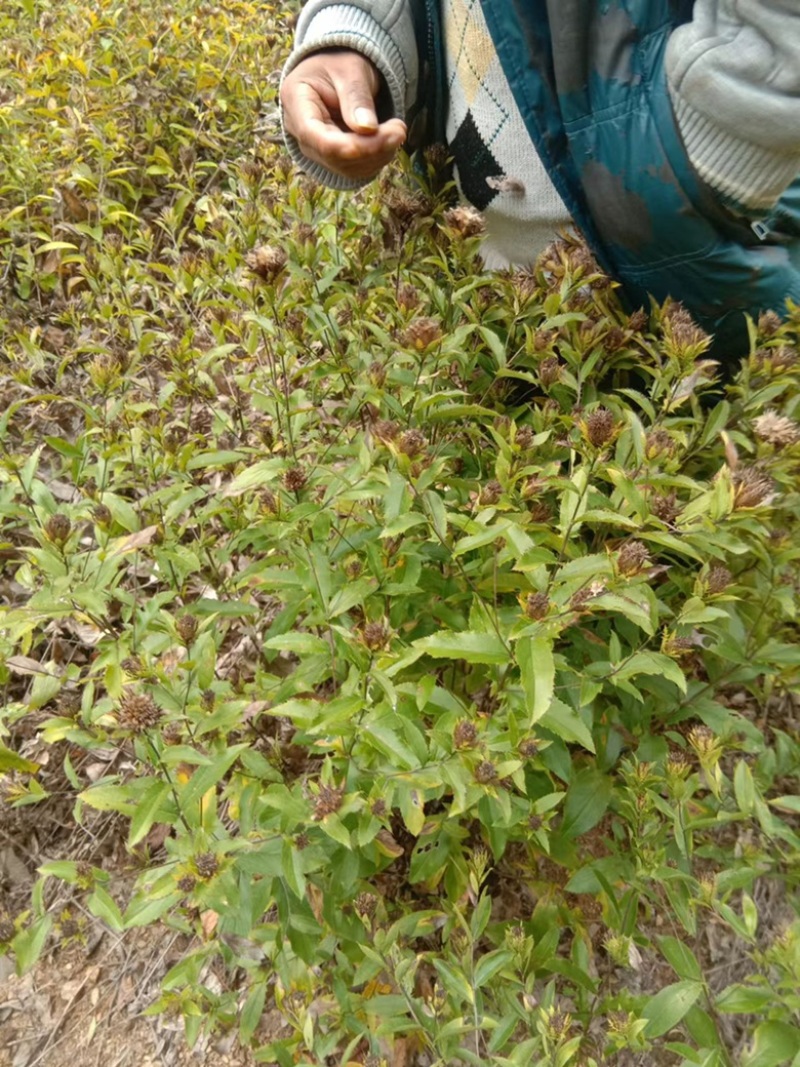 正宗野生一代根栽朱砂点北苍术种籽新货上市包芽率原产地直发