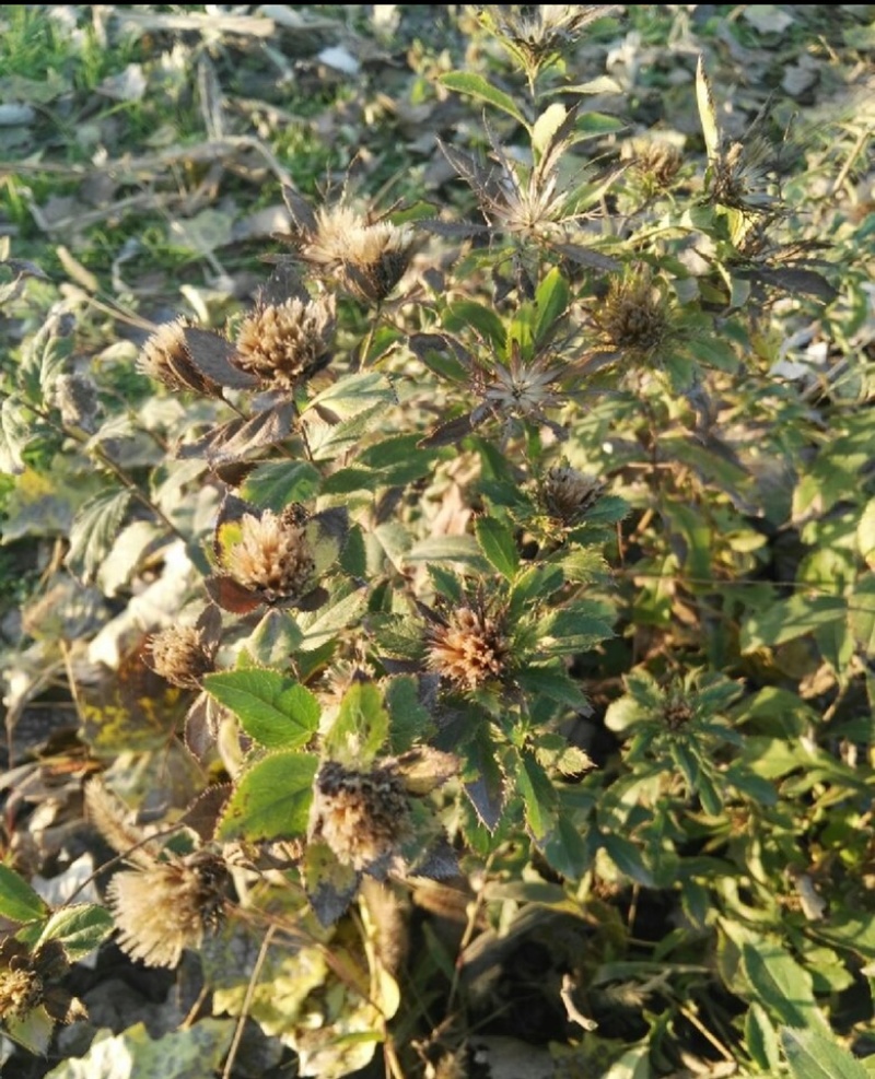 正宗野生一代根栽朱砂点北苍术种籽新货上市包芽率原产地直发