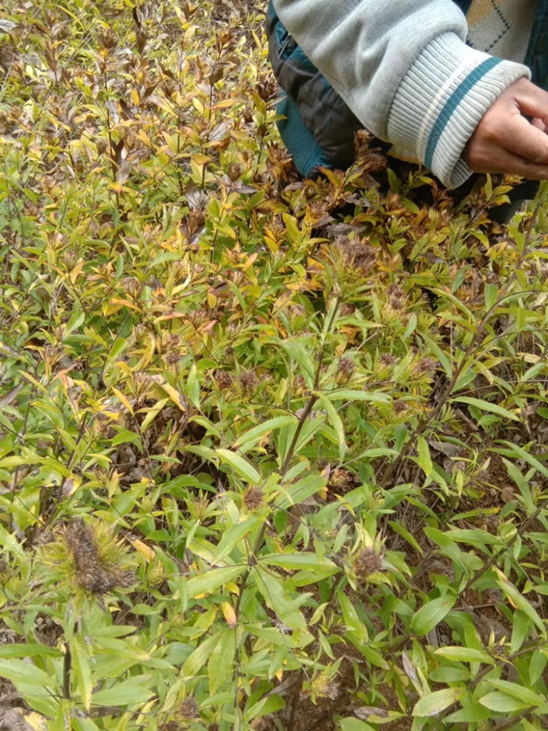 正宗野生一代根栽朱砂点北苍术种籽新货上市包芽率原产地直发