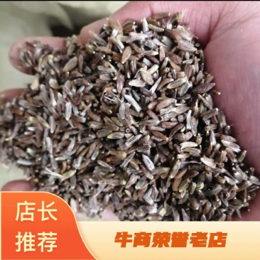 正宗野生一代根栽朱砂点北苍术种籽新货上市包芽率原产地直发