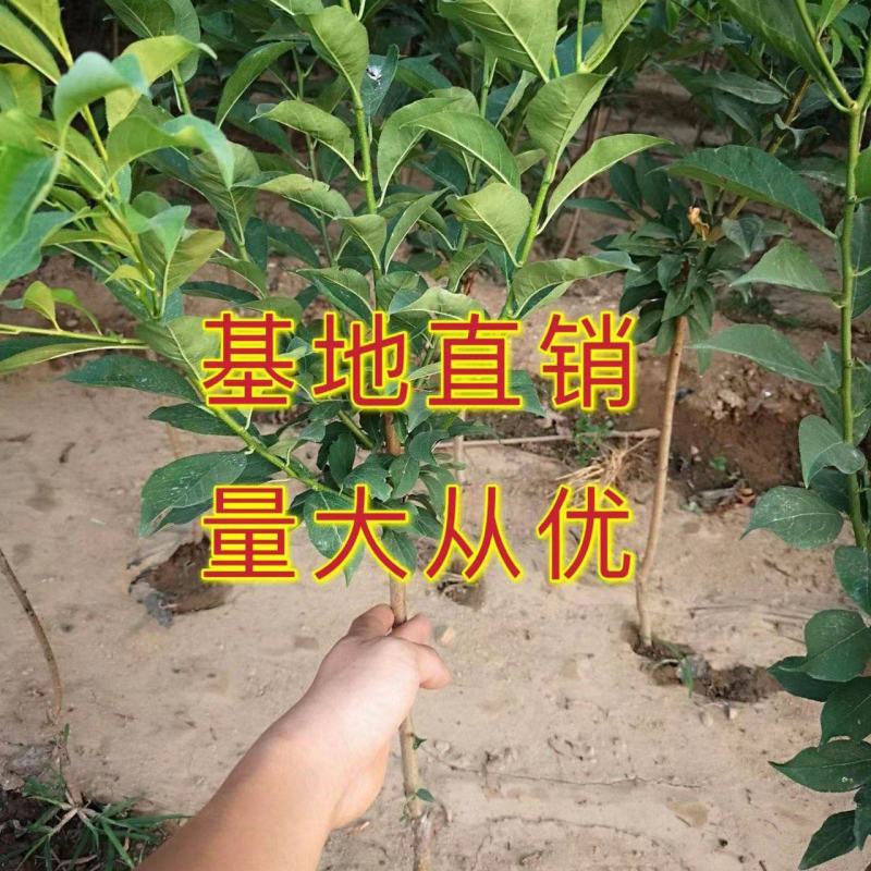 【新品种】早熟五月脆李子苗蜂糖李子苗包品种包成活