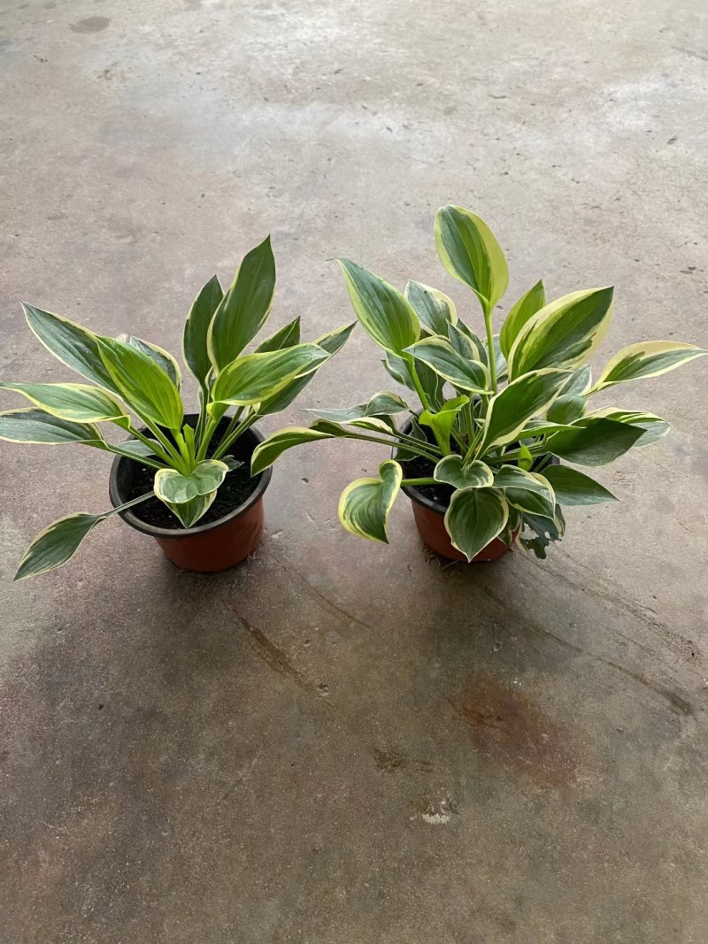 花叶玉簪花双色杯杯苗，变种重瓣玉簪双色杯杯苗图片，
