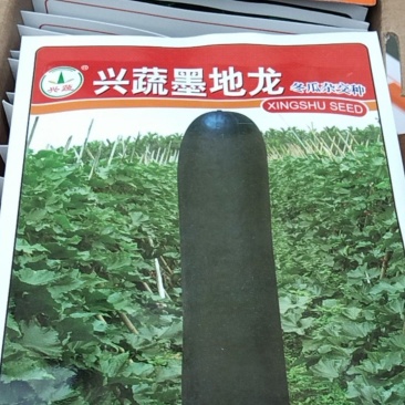 兴蔬墨地龙冬瓜种子，兴蔬黑鲨种子量大从优