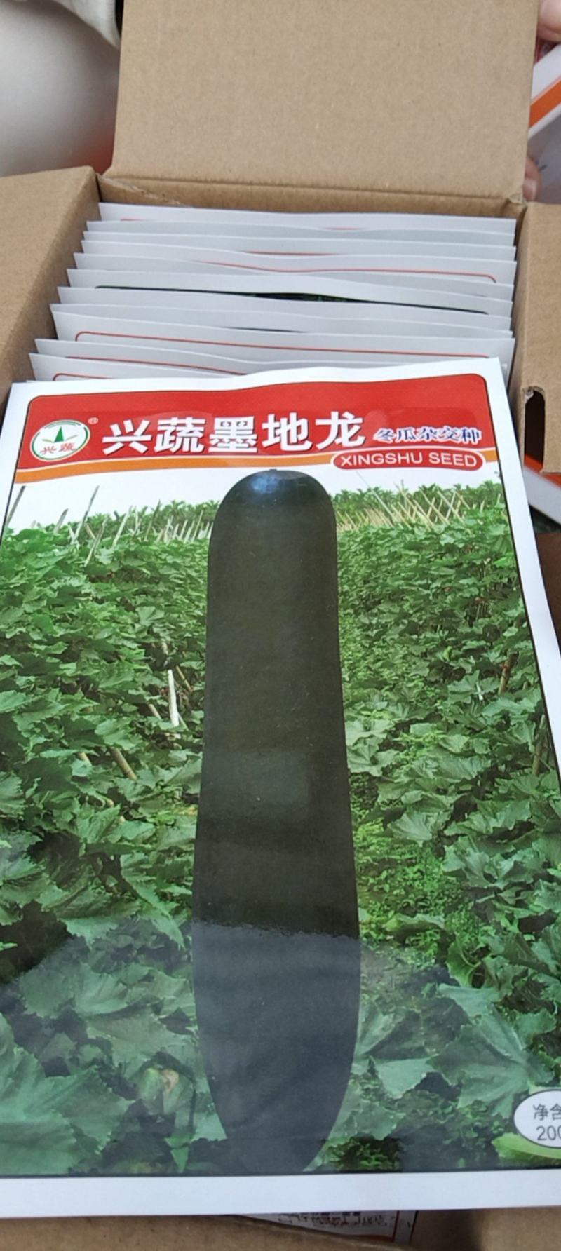 兴蔬墨地龙冬瓜种子，兴蔬黑鲨种子量大从优