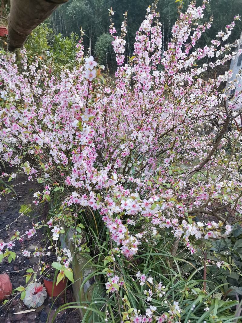 桃红【又叫小桃红，花像桃花一样，从地里长出来就开花】