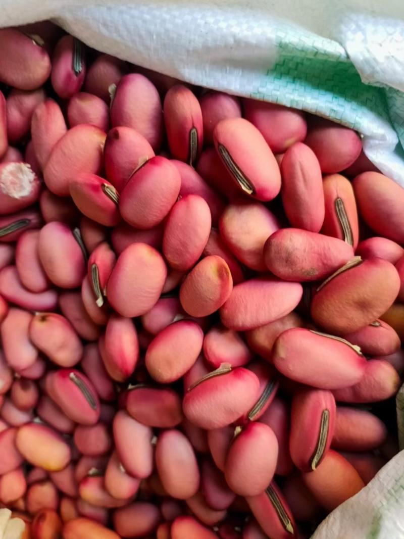 广西红刀豆籽，2022年新货上市，接受预定