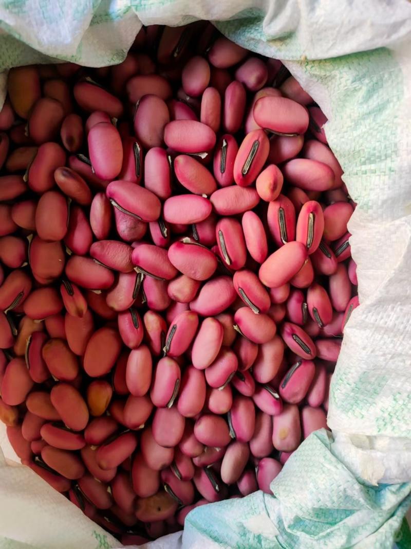 广西红刀豆籽，2022年新货上市，接受预定