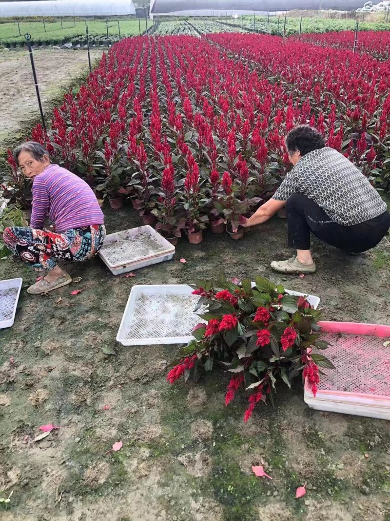 鸡冠花双色杯成都基地货源，鸡冠花双色杯图片
