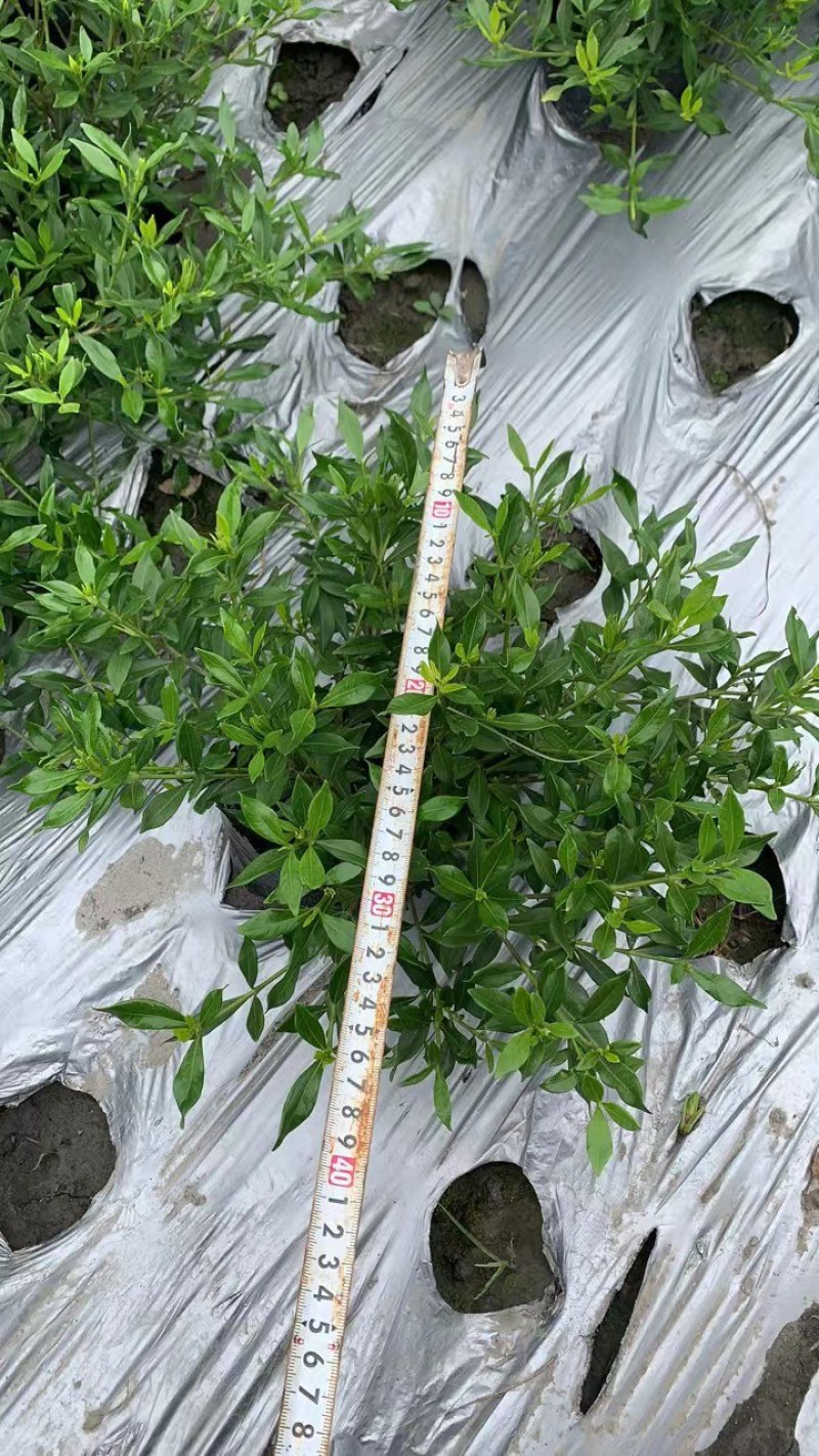 四季栀子地苗（海栀子）栀子花小苗郫县海栀子批发价格低