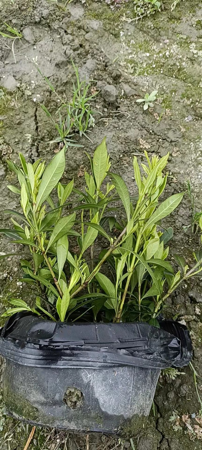 四季栀子地苗（海栀子）栀子花小苗郫县海栀子批发价格低