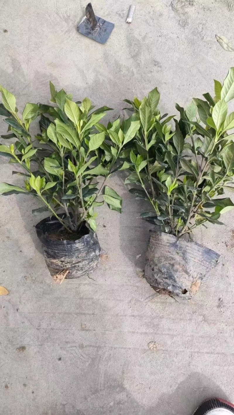 批发四季栀子，带花四季栀子，四季栀子大杯小杯地苗有售一手