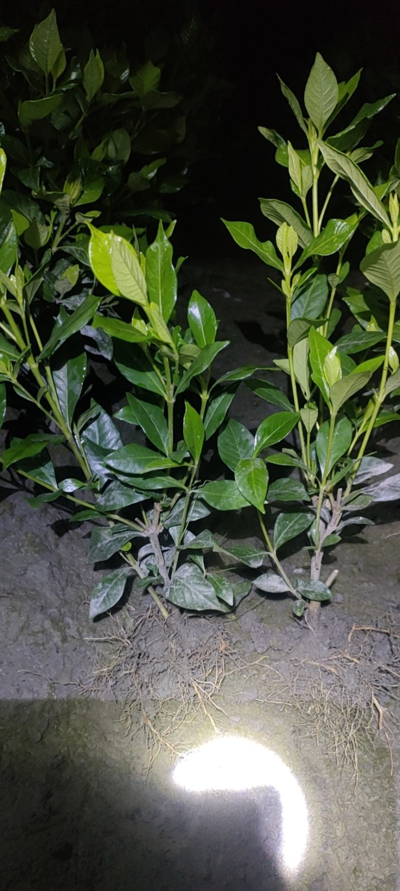 批发四季栀子，带花四季栀子，四季栀子大杯小杯地苗有售一手