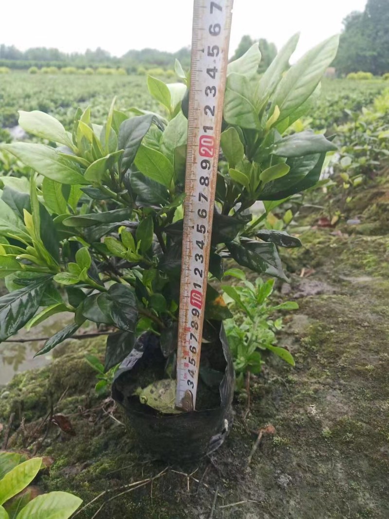 批发四季栀子，带花四季栀子，四季栀子大杯小杯地苗有售一手