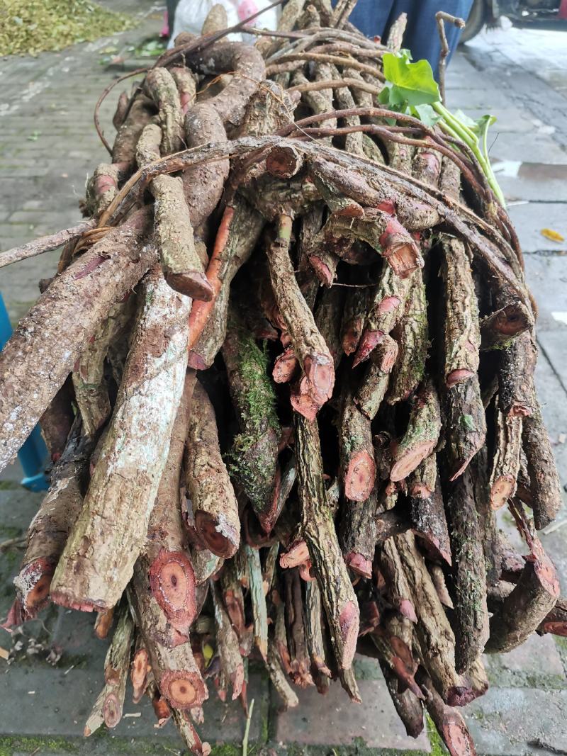 中药黑老虎