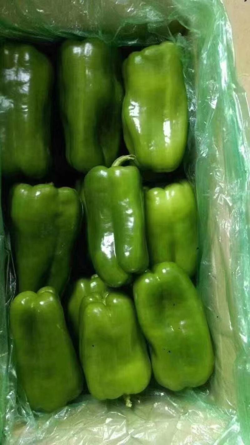 精品辣椒圆椒太空椒量大现货欢迎实地考察拿货