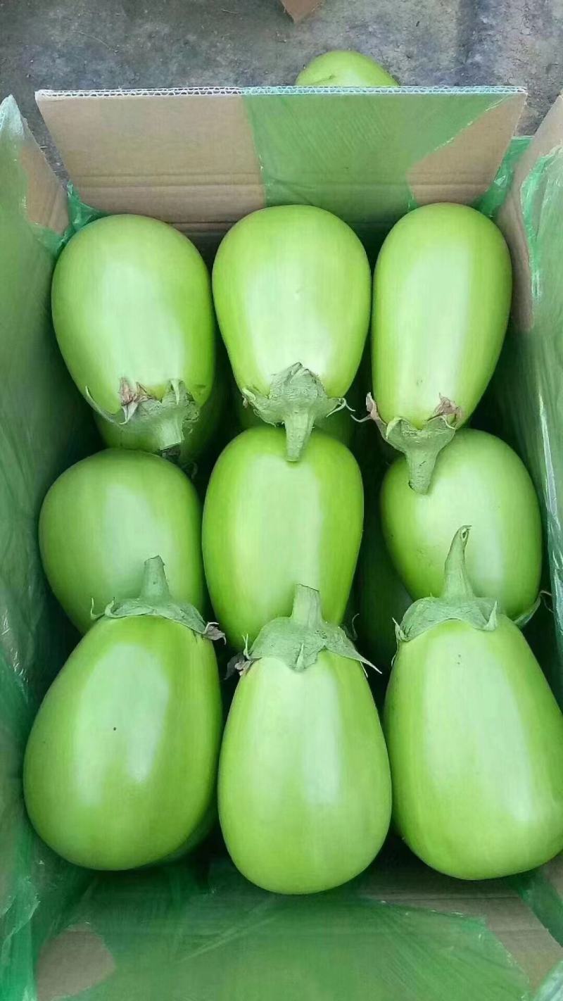 【优选】辽宁鞍山海城茄子精品绿茄子青茄量大