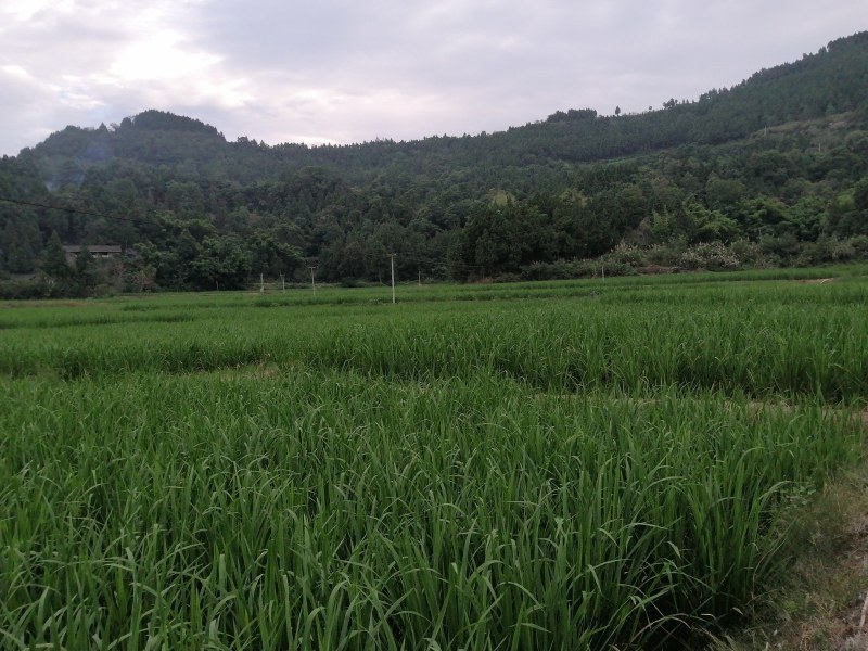 南充茭白大量上市
