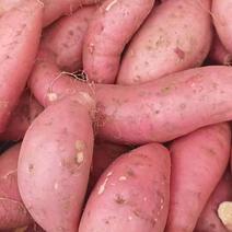 山东-红薯-济薯农户自产红薯代办红薯常年做蔬菜生意