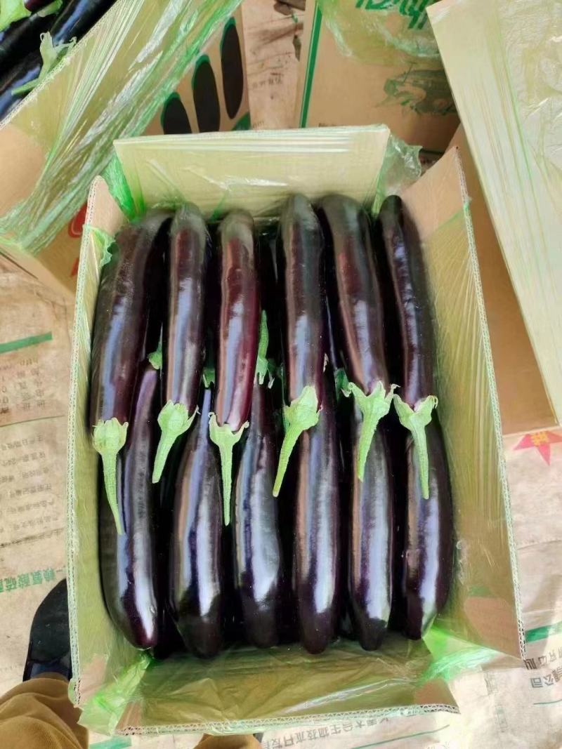 精品茄子长茄产地发货诚信经营量大现货保证质量