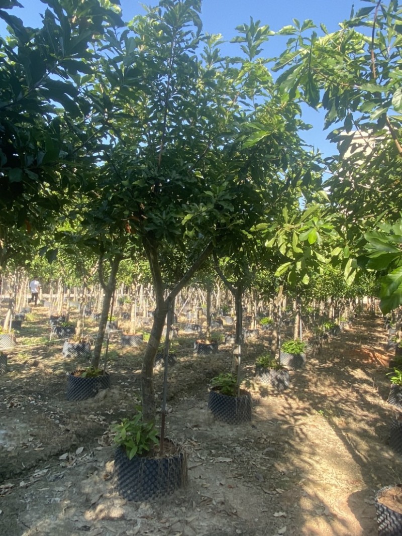 红花玉蕊6-8-10公分，大量现货，有需要的联系
