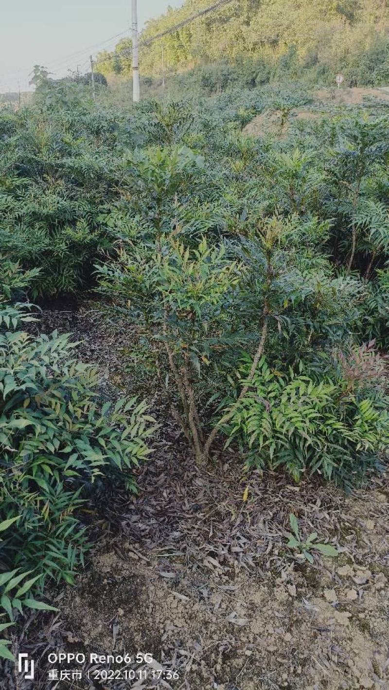 柳叶十大功劳，窝子带土球，现场看苗，量大从优。