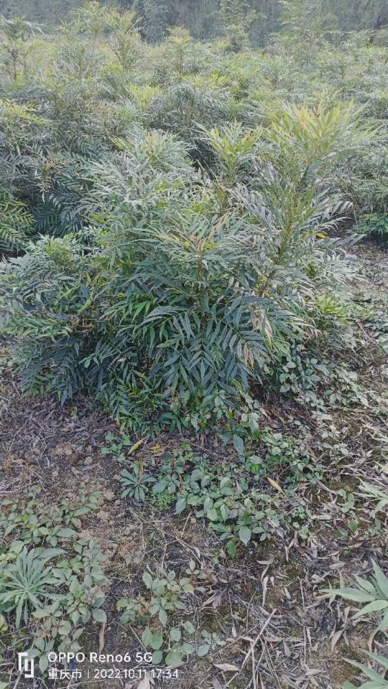 柳叶十大功劳，窝子带土球，现场看苗，量大从优。