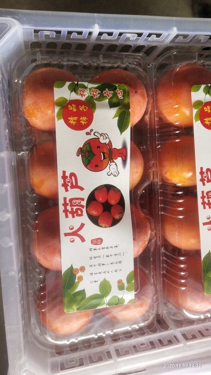 山西万亩火葫芦柿子大量上市中！产地直发！